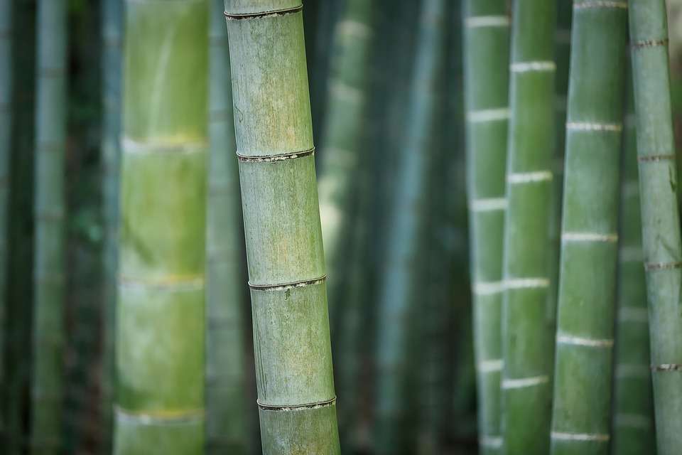 plantas-cultivar-agua-hierbas-crecen-bambu