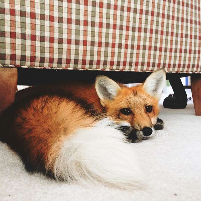 juniper-fox-happiest-instagram-13