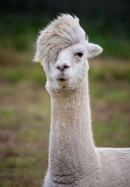 hilarious-alpaca-hairstyles-19