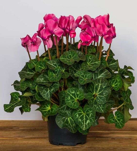 7 Potted Plants Blooming Only in the Winter. Let Them Bring in Some Summer Colors!