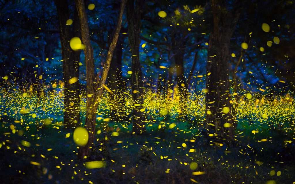bosque con luciérnagas