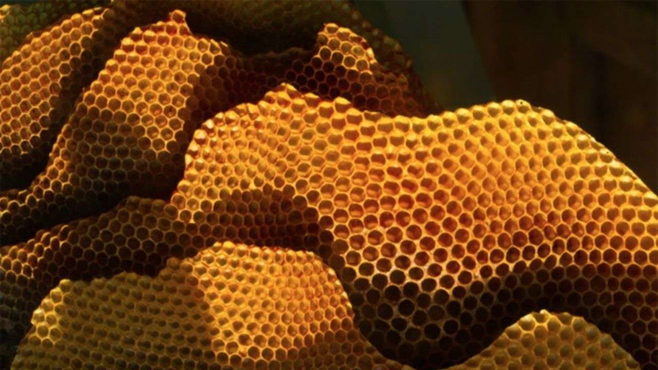 panales-abejas-figuras-polinizadores