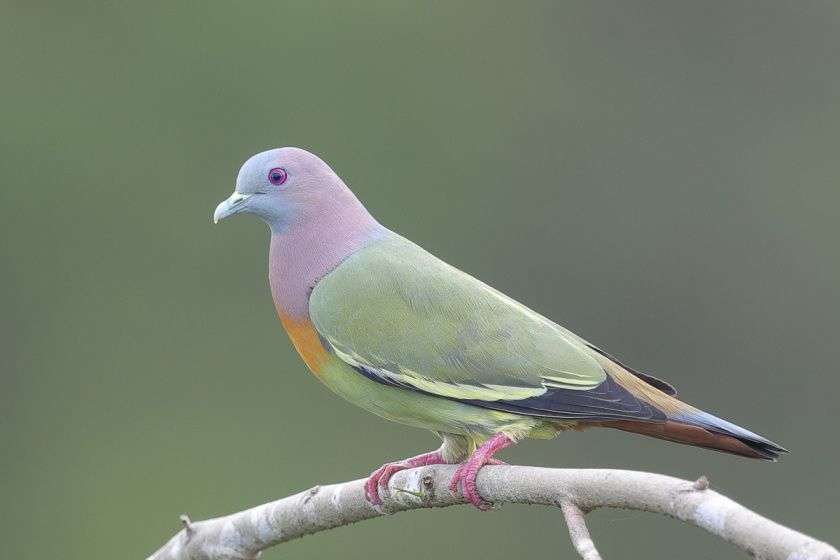 Pink-necked Green Pigeon at Jelutong Tower. Photo credit: Francis Yap | Pinknecked green pigeon, Green pigeon, Pigeon