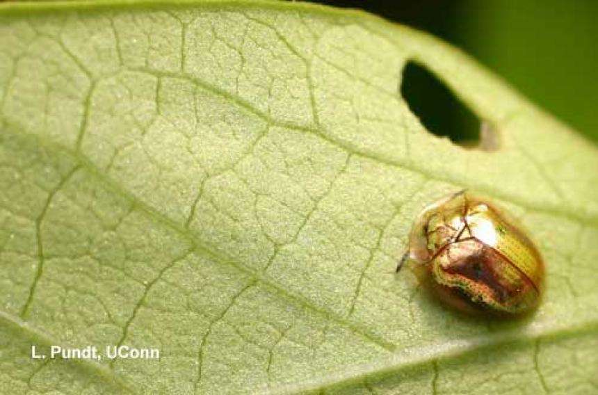 Golden tortoise beetle on Ipomoea | UMass Center for Agriculture, Food andthe Environment