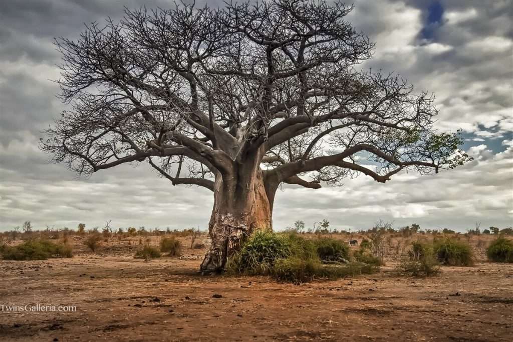 arboles baobab