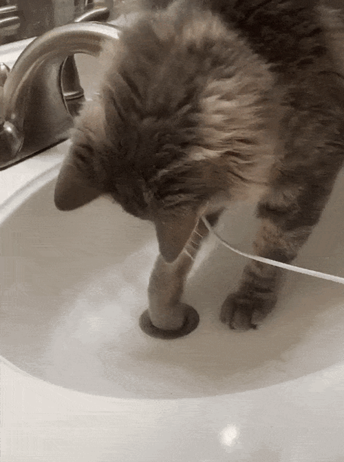 gif of cat digging out a ring from a sink drain