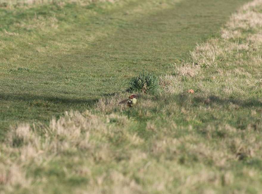 weasel-riding-woodpecker-wildlife-photography-martin-le-may-4