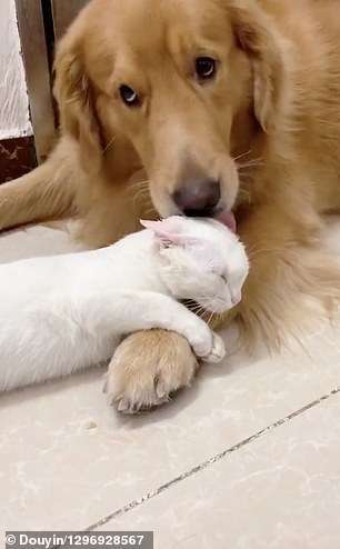 A pet owner in China has documented the adorable friendship between his golden retriever and cat