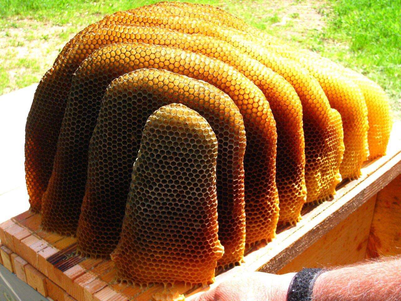 abejas-panales-figuras