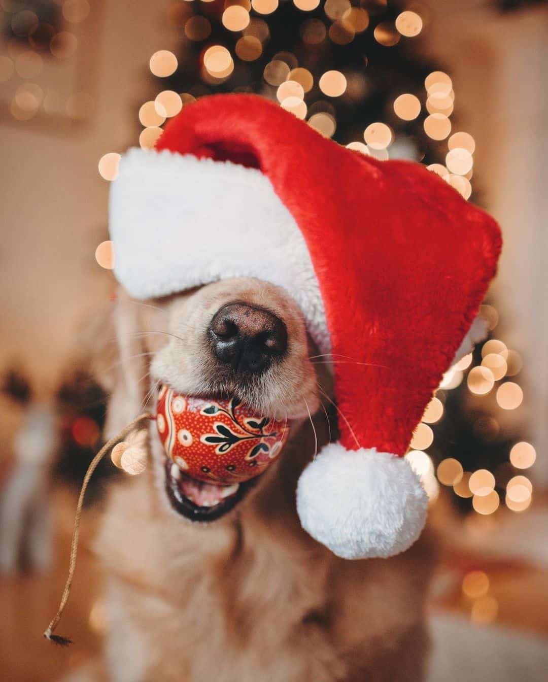 Extremely Adorable Christmas-Themed Photos of Lizzie and Ally