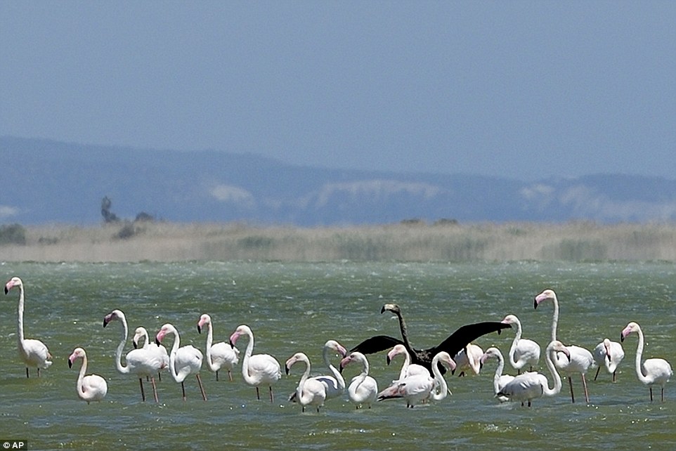 Ruffling feathers: The unusual black flamingo was spotted near the coastal city of Limassol on Cyprus by birdwatchers 