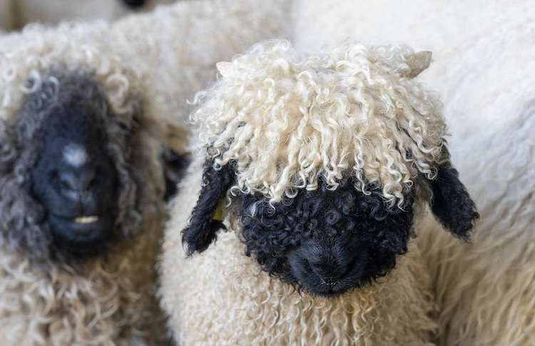 Cute Valais Blacknose Sheep