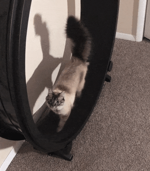 gif of cat on a workout wheel