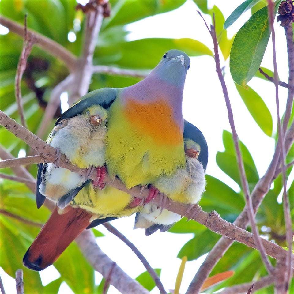Pink-necked green pigeon with her chicks : interestingasfuck