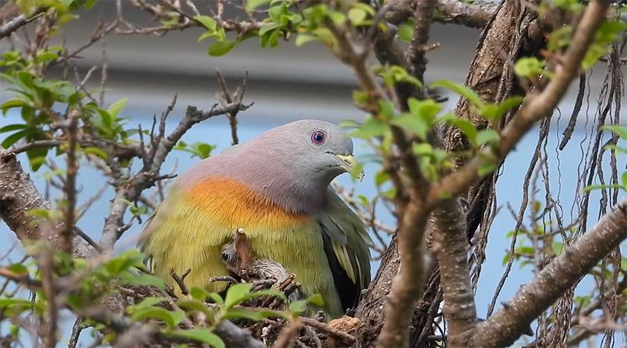 pink necked green pigeon