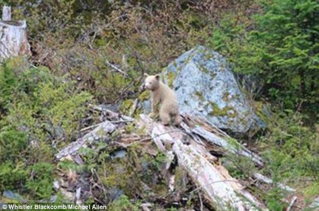 Whistler bear expert Michael Allen said the white cub (above) is the first he has seen in the area in 23 years