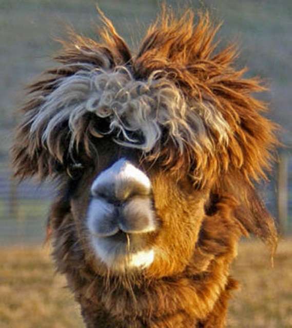 hilarious-alpaca-hairstyles-16