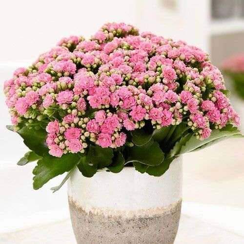 7 Potted Plants Blooming Only in the Winter. Let Them Bring in Some Summer Colors!