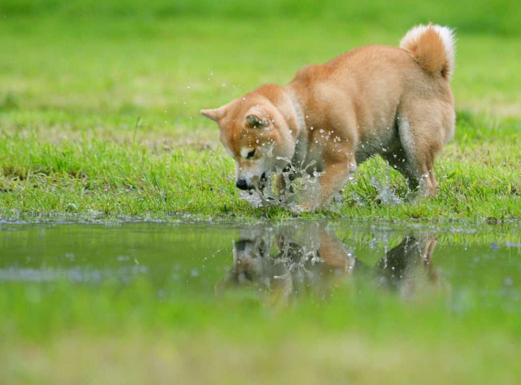 cute Shiba inu about to get into the water