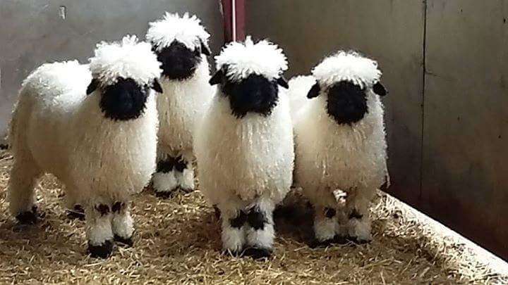 Valais Blacknose Sheep: aww