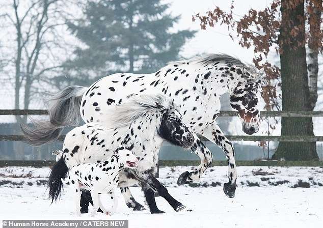 Dog - © Human Horse Academy / CATERS NEW