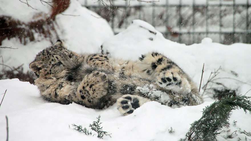 Snow Leopards Love Nomming On Their Fluffy Tails (12 Pics)