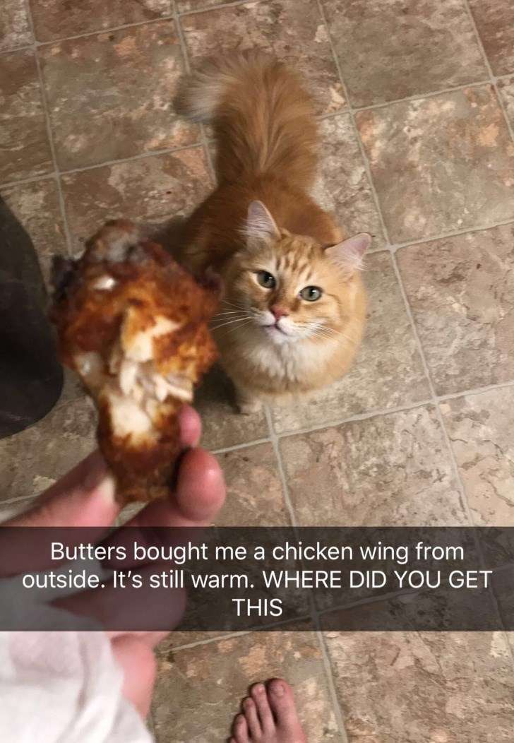 Cat - Butters bought me a chicken wing from outside. It's still warm. WHERE DID YOU GET THIS