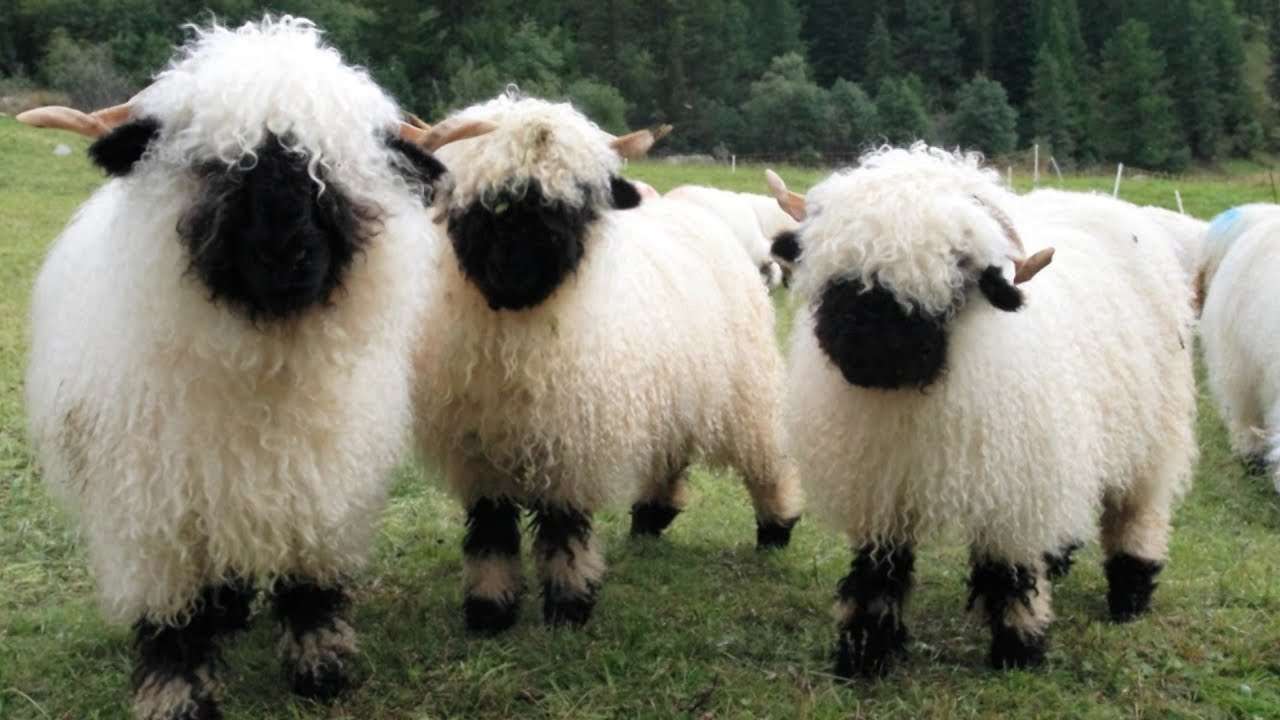 Valais Blacknose Sheep | World's Cutest Sheep - YouTube