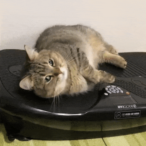 gif of a cat lying on a workout machine