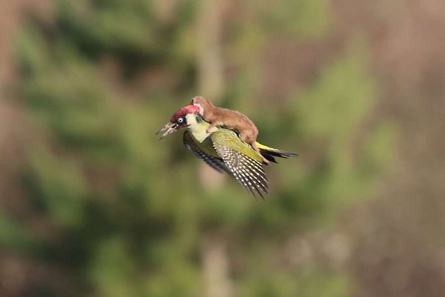 weasel-riding-woodpecker-wildlife-photography-martin-le-may-1