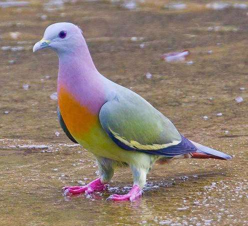 City Pigeons Take Note: the Pink-necked Green Pigeon is Hotter Than YouAre. | Featured Creature