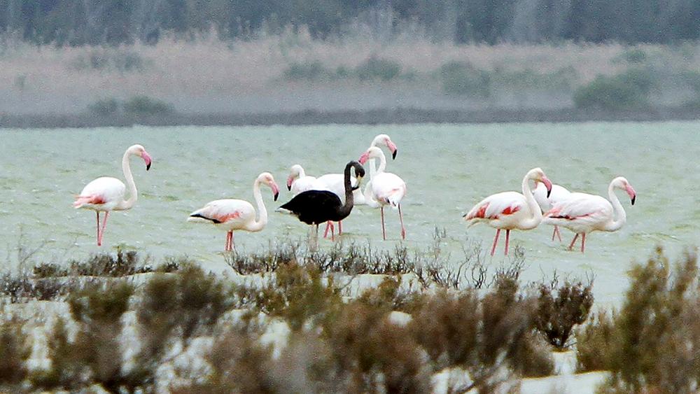 Black flamingo, possibly unique, spotted in Cyprus | Euronews