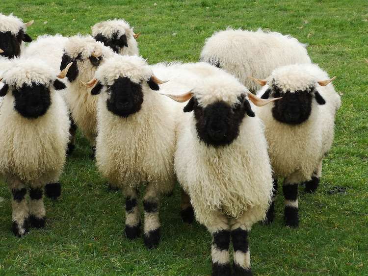Flock of Adorable Valais Blacknose Sheep