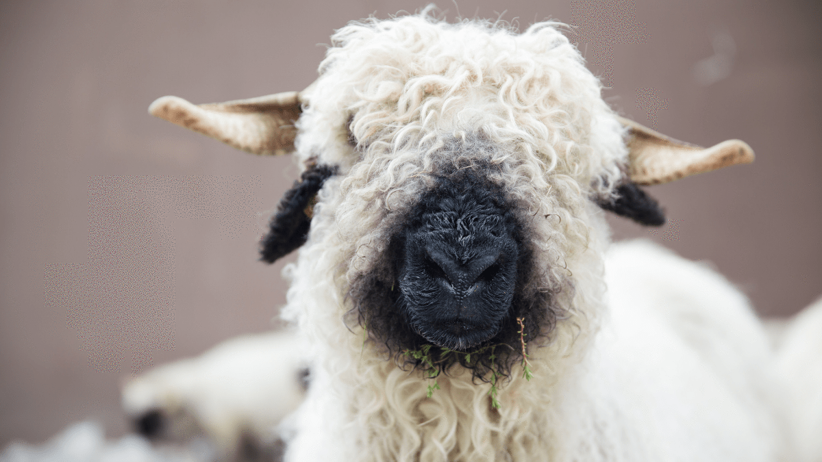 Valais Blacknose sheep from Switzerland – Discvr.blog