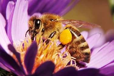 493ss_thinkstock_rf_honey_bee_on_violet_flower.jpg?resize=375px:250px&output-quality=50