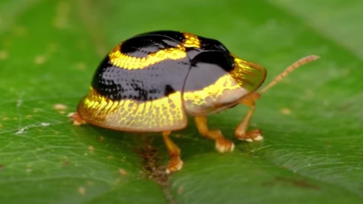 The Golden Target Tortoise Beetle Looks Fancy AF - Nerdist