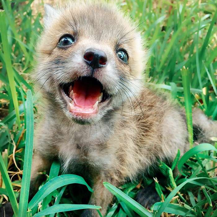 juniper-fox-happiest-instagram-19