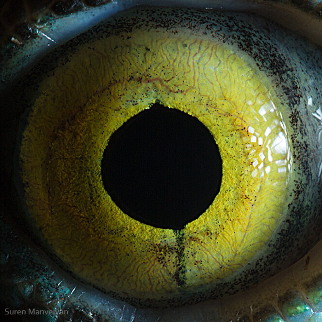Eyes Out of This World. 23 Photographs Showing Magical Universe in the Look of an Animal