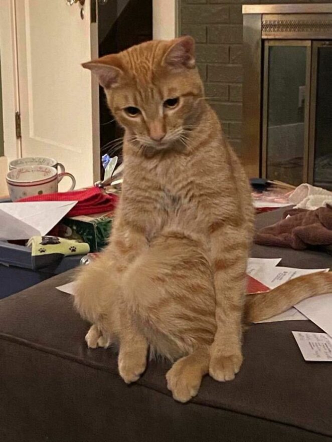 20 Strangest and The Most Hilarious Cat Poses