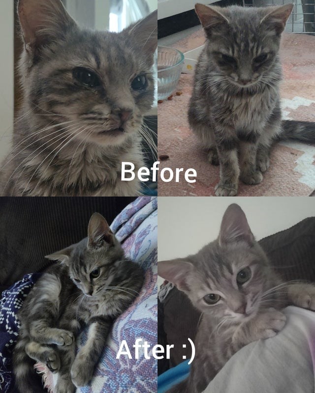 Cat - Before After :)