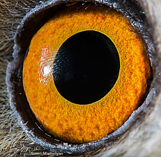 Eyes Out of This World. 23 Photographs Showing Magical Universe in the Look of an Animal