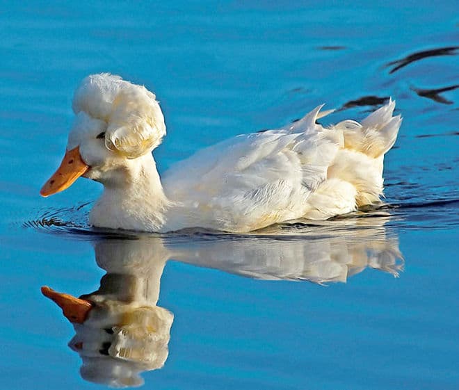 White Crested Ducks are Glorious George Washington Lookalikes