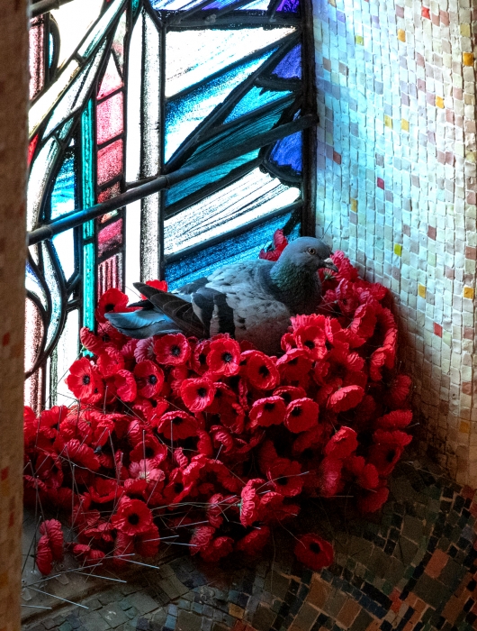 Pigeon at the Australian War Memorial