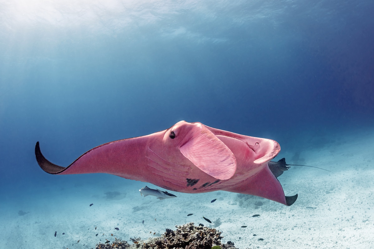 Pink Manta Ray at the Great Barrier Reef