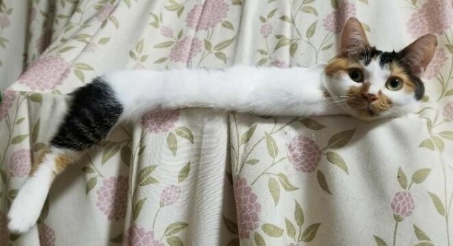 20 Strangest and The Most Hilarious Cat Poses