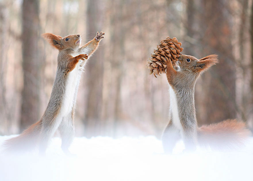 Photos of Two Sweet Squirrels Building a Snowman