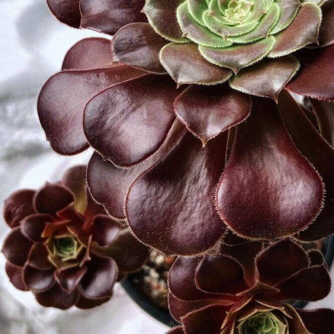 The Tree Aeonium – a Colorful Rose Among Succulents. A Houseplant With Exceptional Leaves!