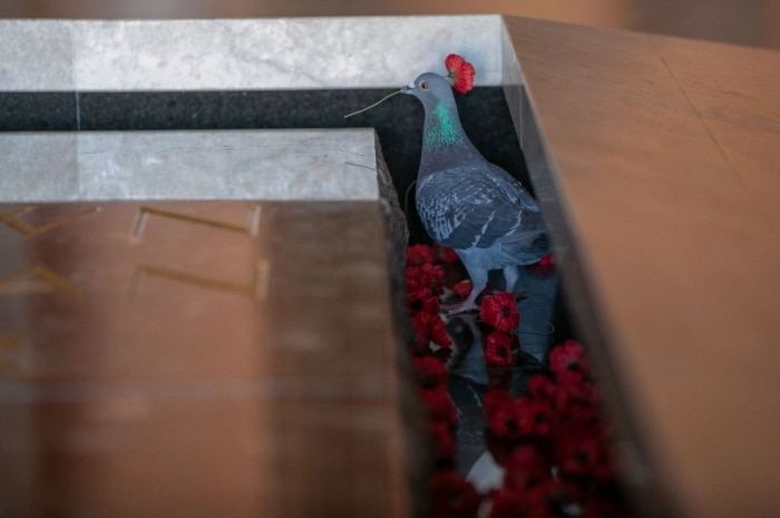 Pigeon at the Australian War Memorial