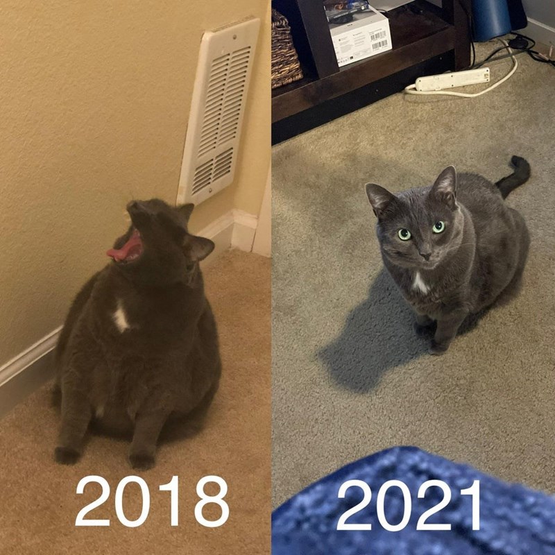 Cat - 2018 2021
