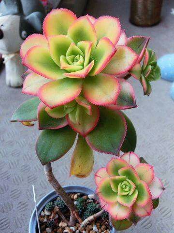 The Tree Aeonium – a Colorful Rose Among Succulents. A Houseplant With Exceptional Leaves!